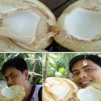 Young Coconut (Buko - Tagalog; Butong - Visaya)